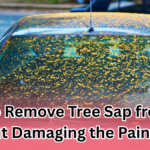 How to Remove Tree Sap from Your Car Without Damaging the Paint